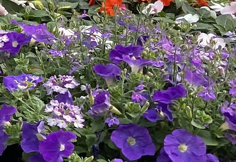 purple petunias and verbena